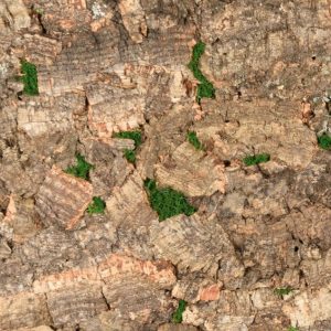 Cork Bark™ – Virgin Tree